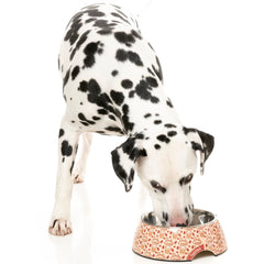 15% OFF: FuzzYard Easy Feeder Dog Bowl (Daily Grind)