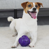 GiGwi Rolling Bell Ball Dog Toy