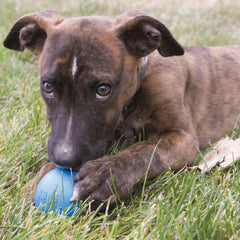 Kong Puppy Ball Dog Toy (Small)