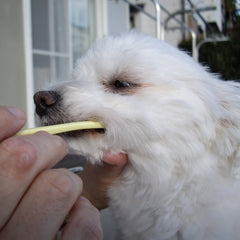 Mind Up Kenko Care Soft Toothbrush Small Head For Dogs