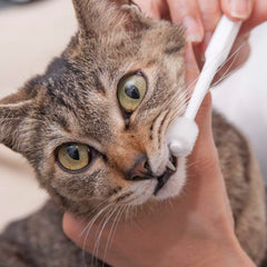 Mind Up Nyanko Care Toothbrush Cylinder Head For Cats