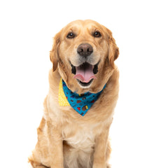 FuzzYard Pet Bandana (Kings of Gold School)