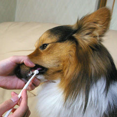 Mind Up Kenko Care Toothbrush Detachable Round Head For Dogs