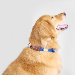 Sputnik Nylon Dog Collar (Yellow)