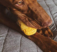 Zee.Dog Brain Freeze Dog Toy
